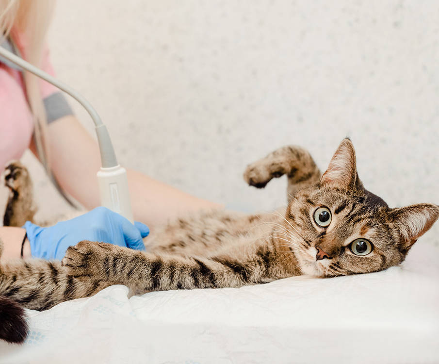 Spotted cat is on its back on doctor's examination table, ultrasound machine on the abdomen